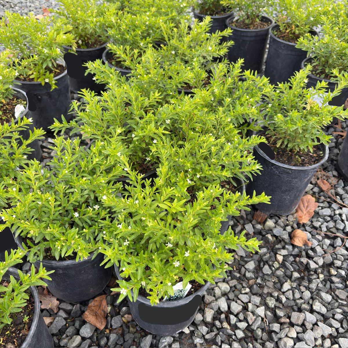 White False Heather