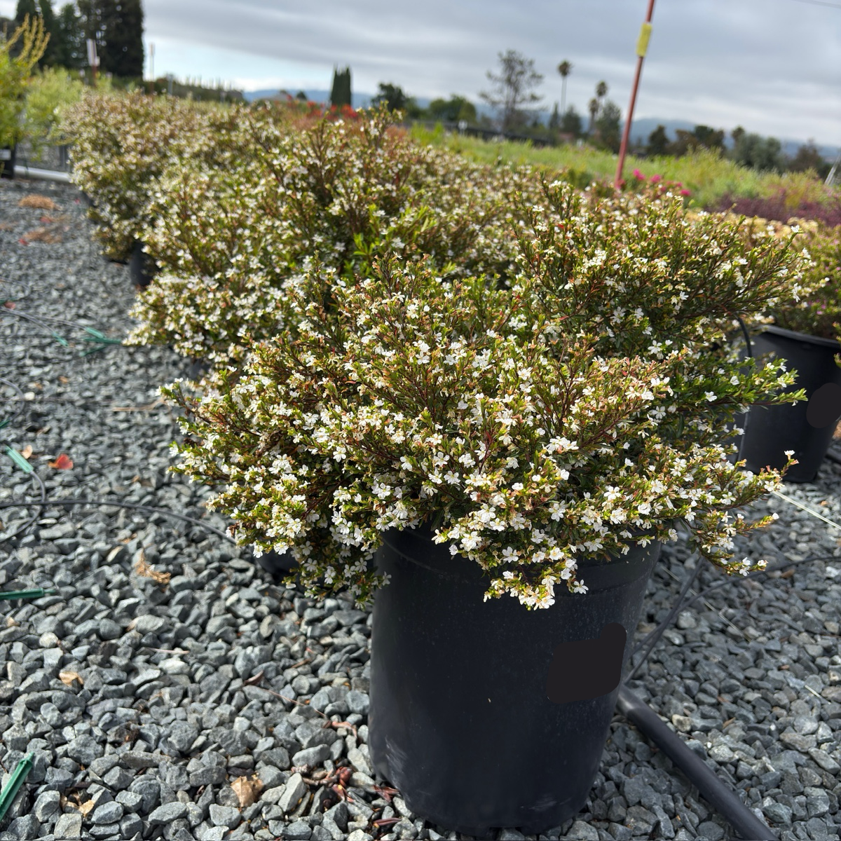 White False Heather
