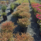 White False Heather