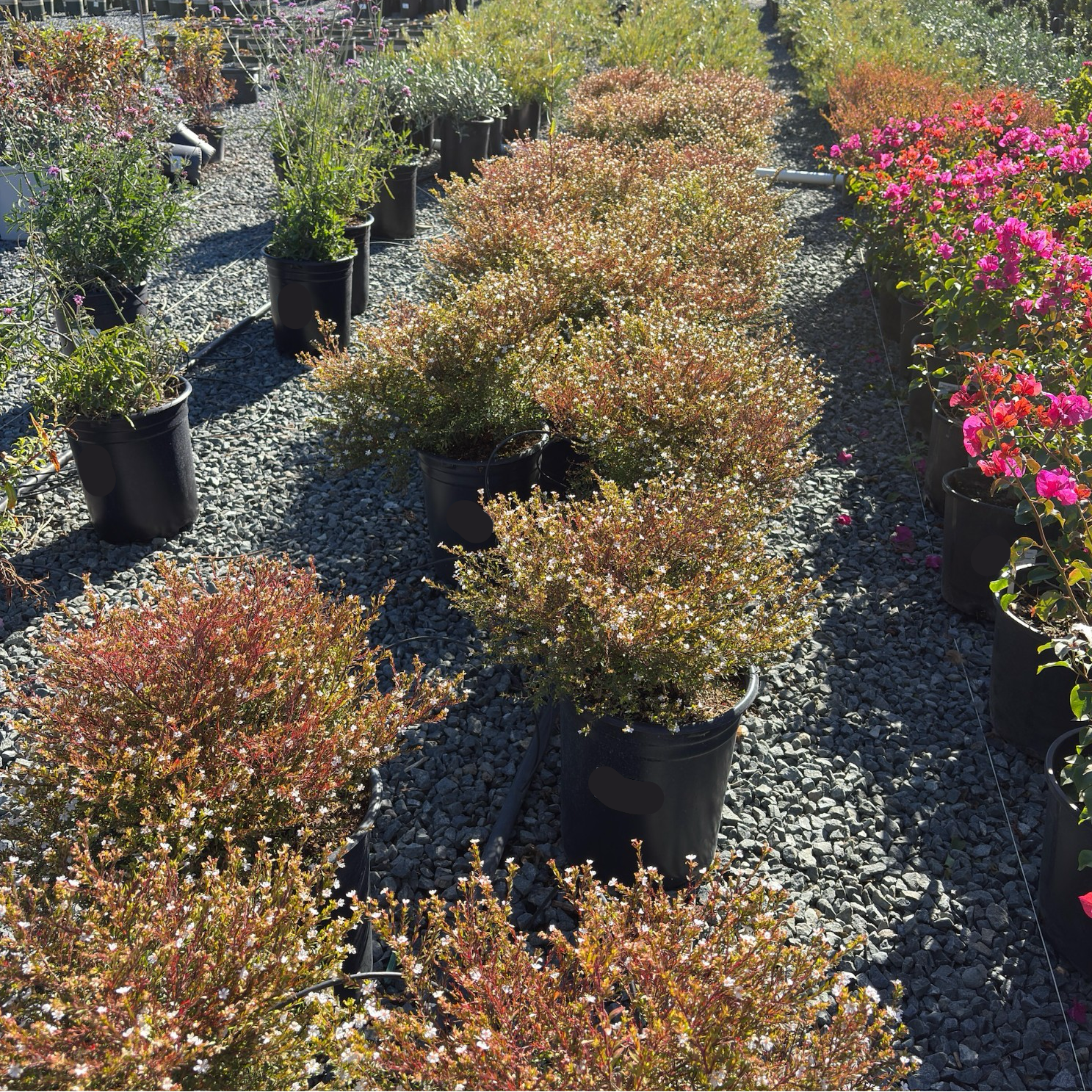 White False Heather