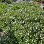 White False Heather