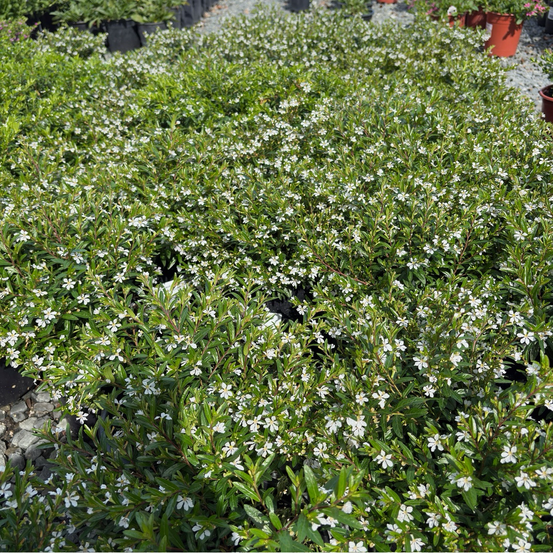 White False Heather