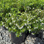 White False Heather