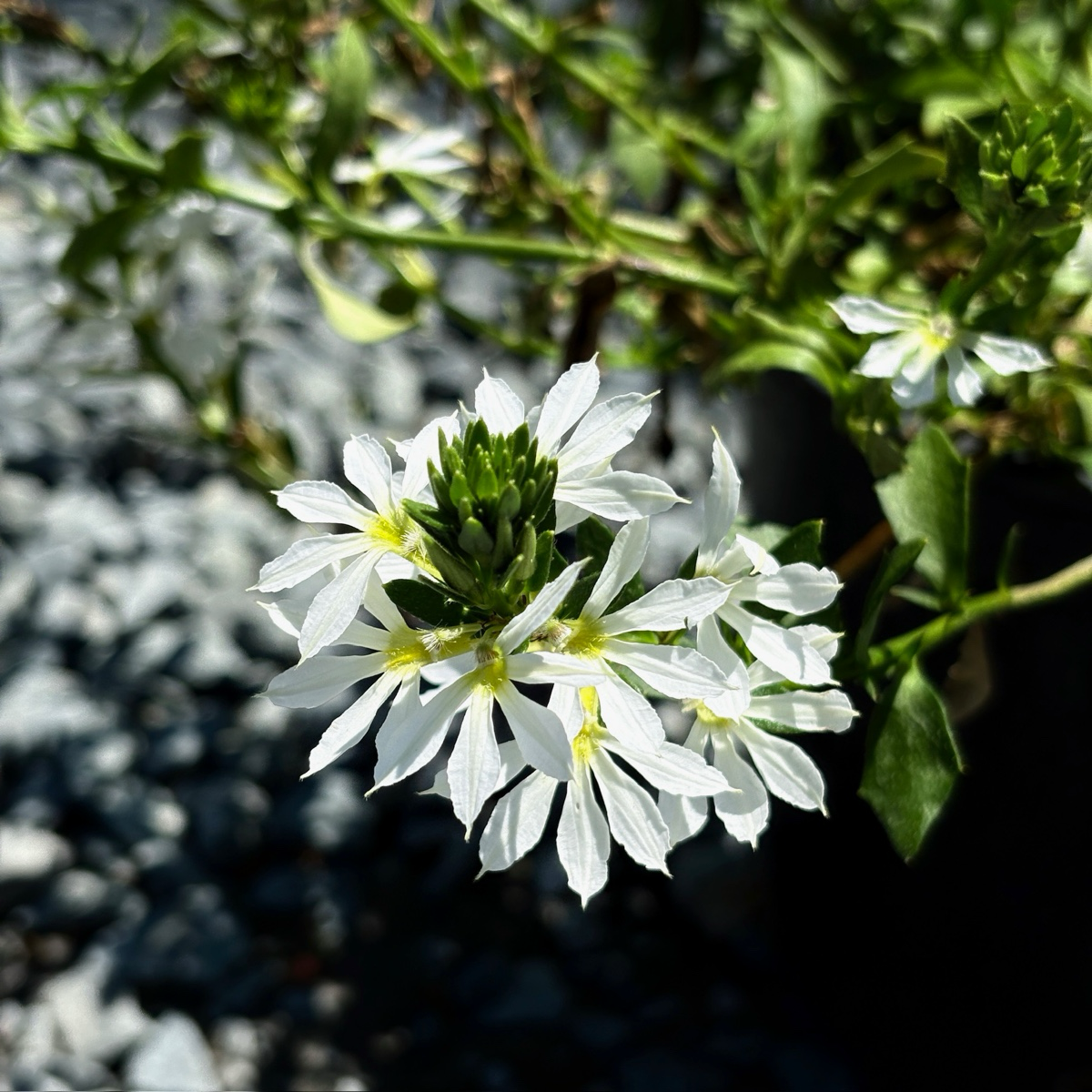 Close-up of a cluster of White Fan Flower with green leaves on a blurred natural background
