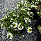 Potted plant with White Fan Flower on a gravel surface