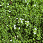 Close-up of small white flowers amidst green foliage White Flowering Creeping Thyme