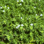 Close-up of small white flowers amidst green White Flowering Creeping Thyme foliage