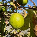 White Guava