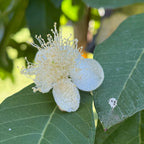 White Guava