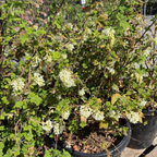 White Icicle Flowering Currant