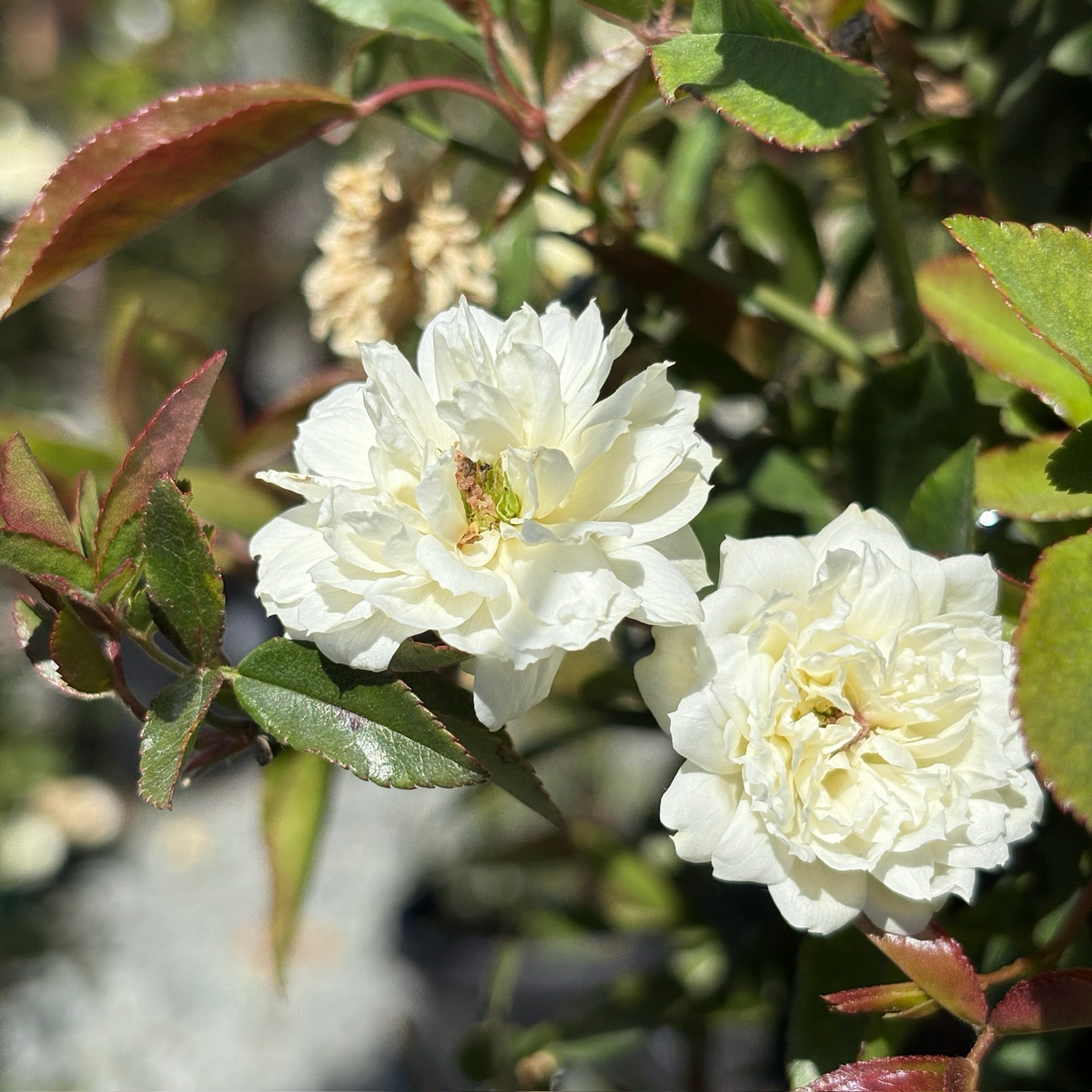 White Lady Banks Climbing Rose