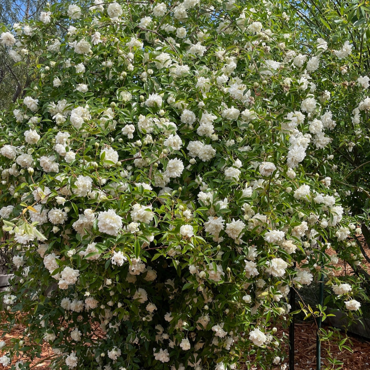 White Lady Banks Climbing Rose