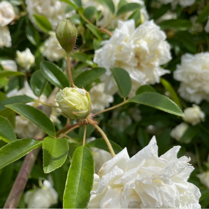 White Lady Banks Climbing Rose