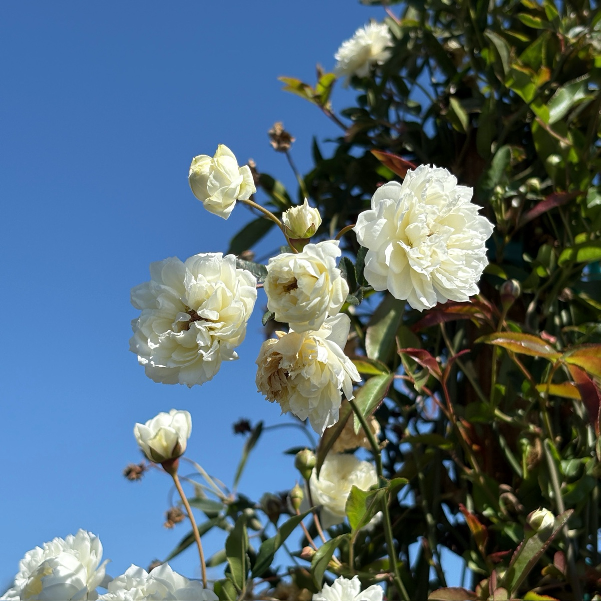White Lady Banks Climbing Rose