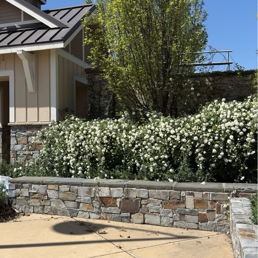 White Lady Banks Climbing Rose