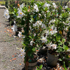 White Mandevilla