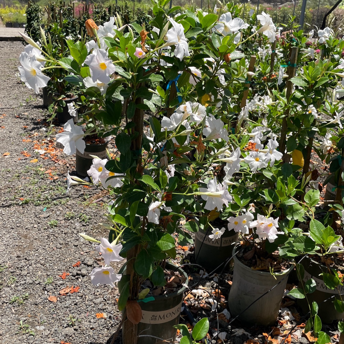 White Mandevilla