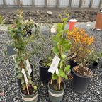 White Mandevilla
