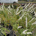 White Mischief Mexican Bush Sage