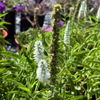 White  Moody Blues® Speedwell