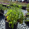 White  Moody Blues® Speedwell