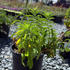 White  Moody Blues® Speedwell