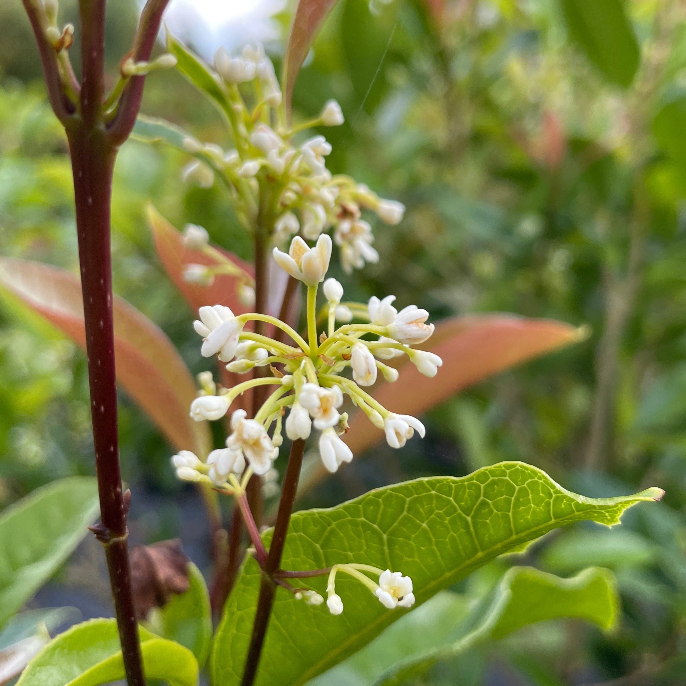 花香植物– Victory Nursery