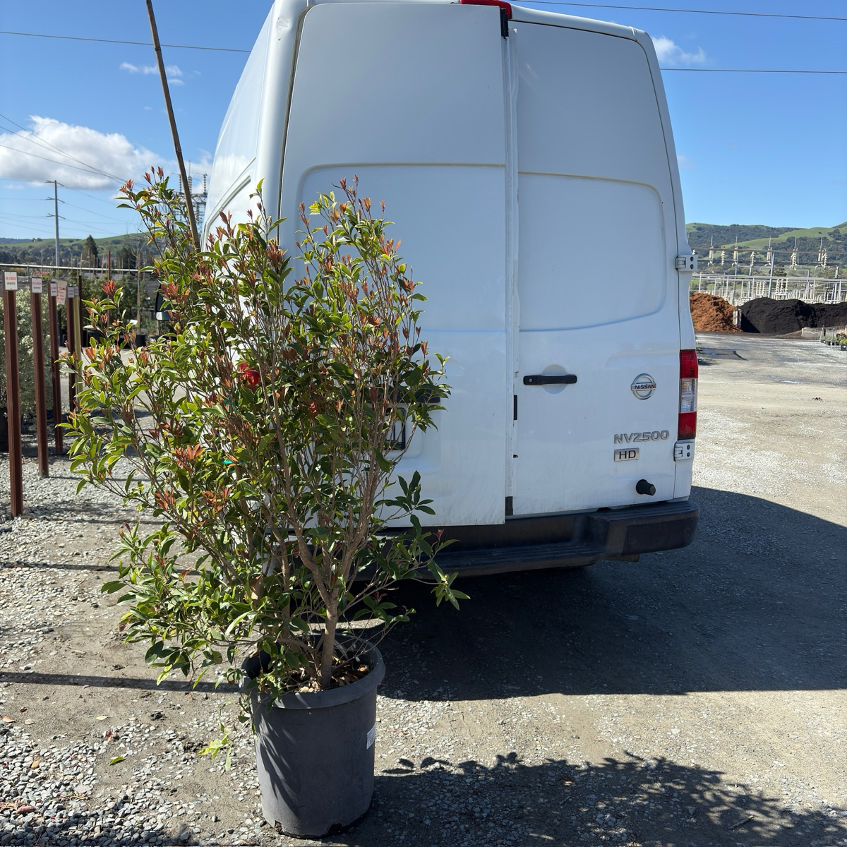 15 gallon White Osmanthus in front of a white van from victory nursery with a clear sky background