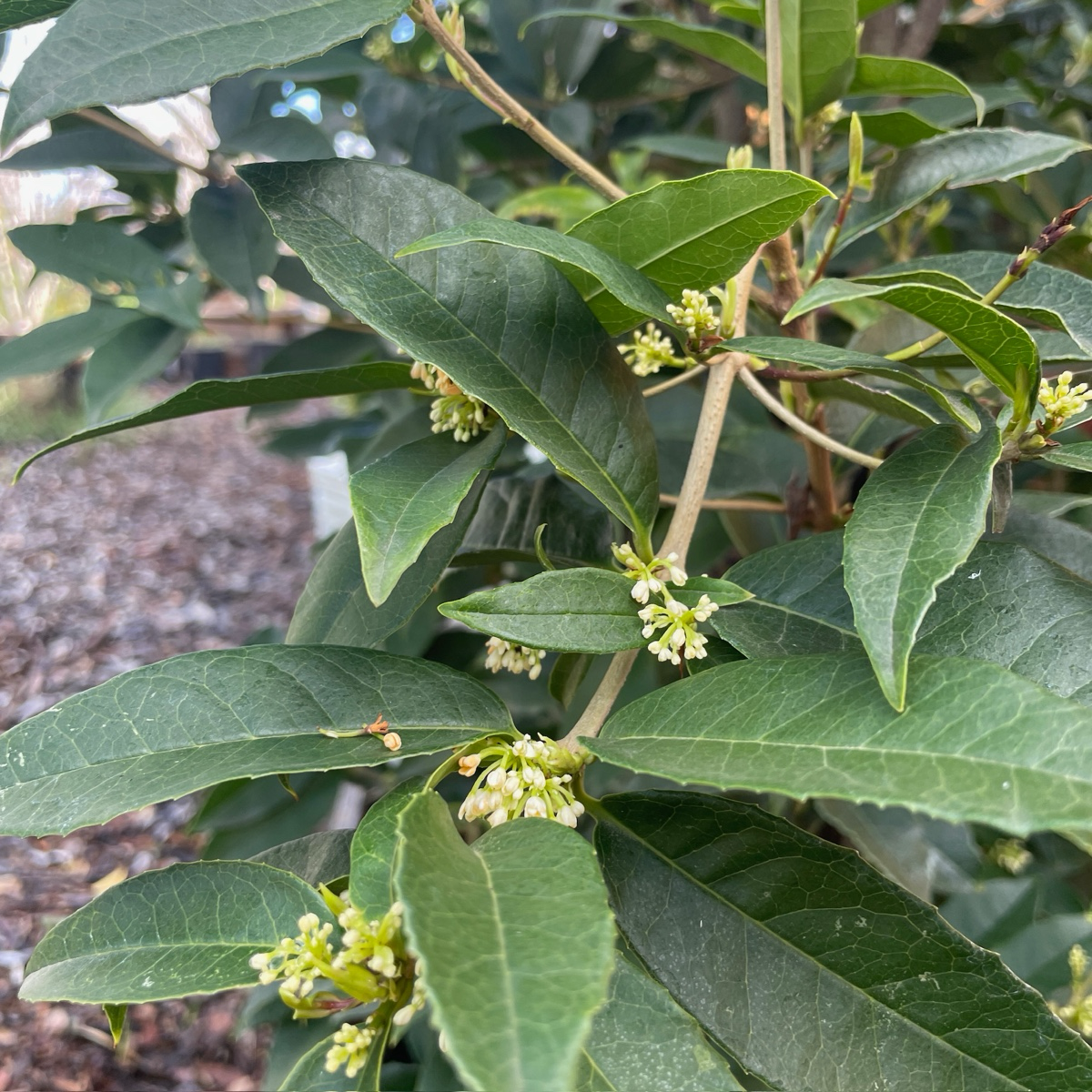 Close-up of green leaves and small flowers on a White Osmanthus