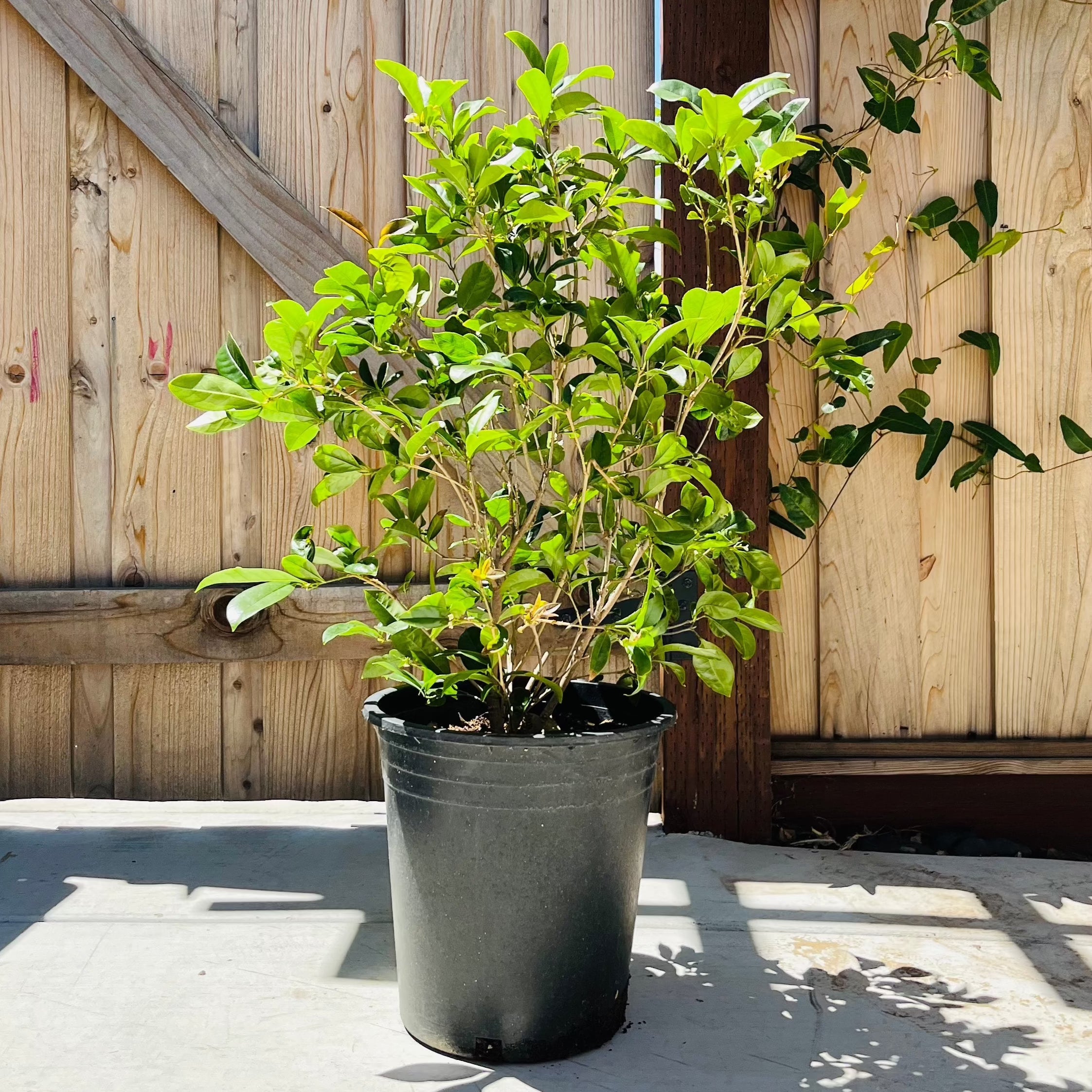Potted 5# White Osmanthus in front of a wooden fence