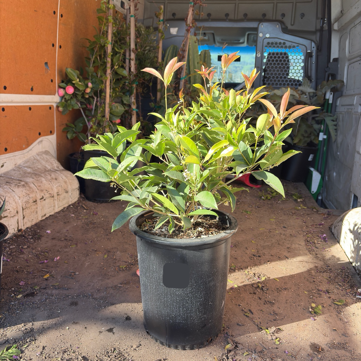 White Osmanthus