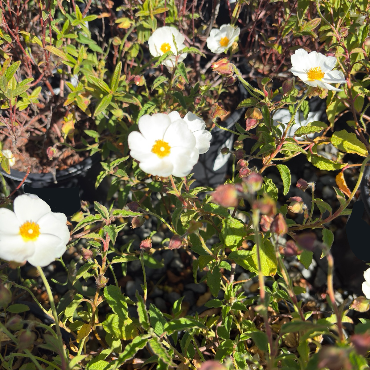 White Rockrose
