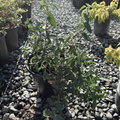 White Rockrose