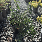 White Rockrose