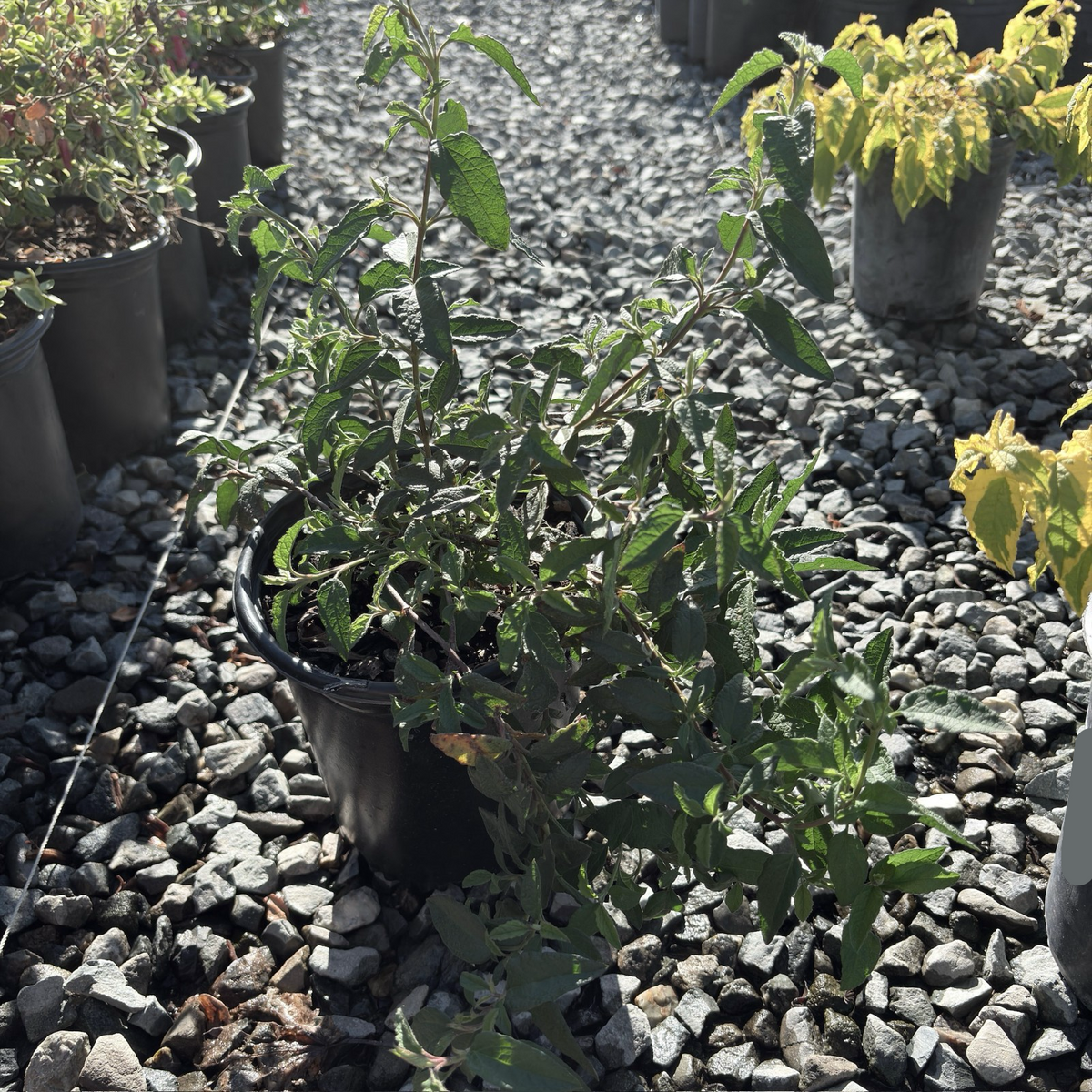 岩蔷薇-白花| 常绿灌木| 白色花瓣| 黄色花蕊| 耐寒耐旱| 岩石与沿海