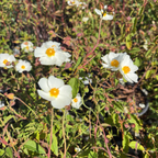 White Rockrose