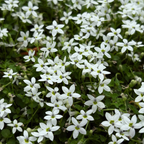 Close-up of White Star Creeper flowers with green leaves