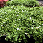 White Star Creeper creeping ground cover with small white flowers