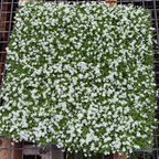 Square patch of White Star Creeper on a metal grid background
