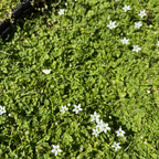 White Star Creeper amidst green foliage