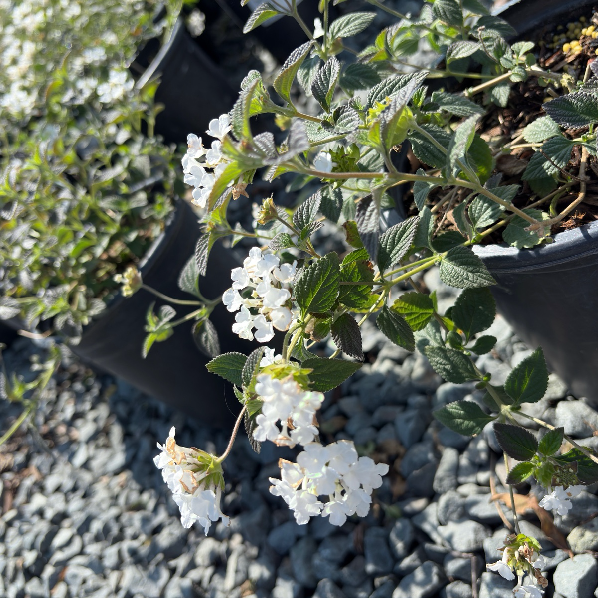 White Trailing Lantana