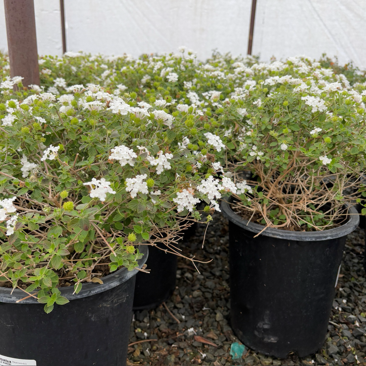 White Trailing Lantana