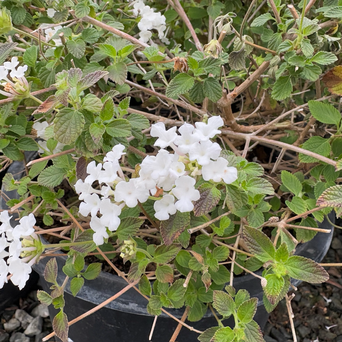 White Trailing Lantana