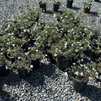 White Trailing Lantana