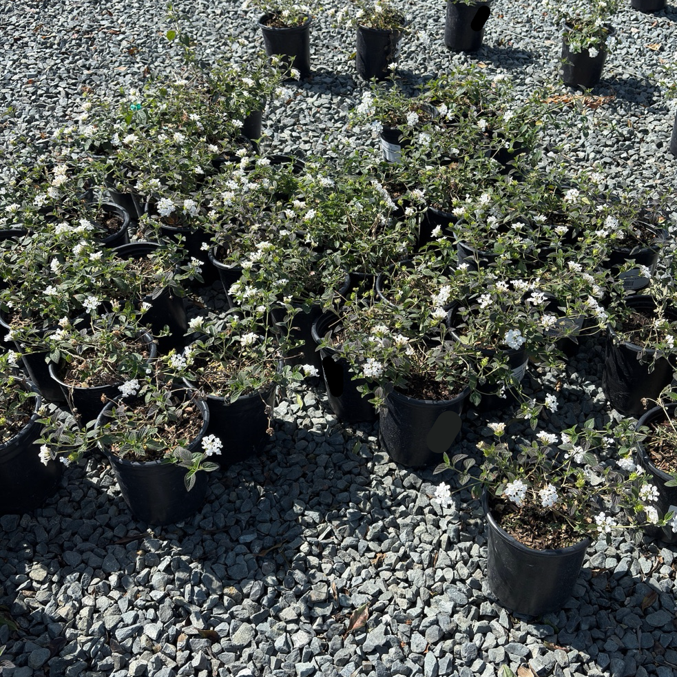 White Trailing Lantana