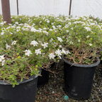 White Trailing Lantana