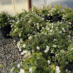 White Trailing Lantana