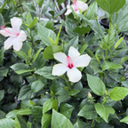 White Wings Tropical Hibiscus