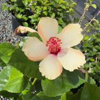 White Wings Tropical Hibiscus