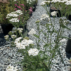 White Yarrow